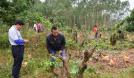 荔枝嫁接技术视频,视频详解嫁接技巧与要点